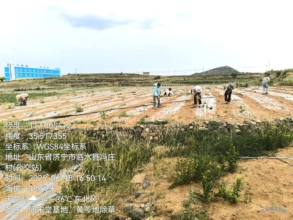 黄芩基地人工除草